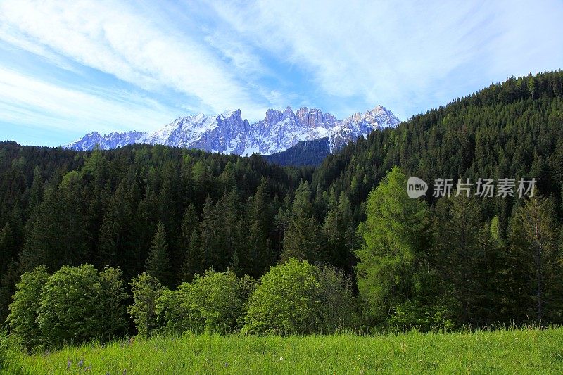 白云石阿尔卑斯高地，绿色松树附近的博尔扎诺，南泰洛