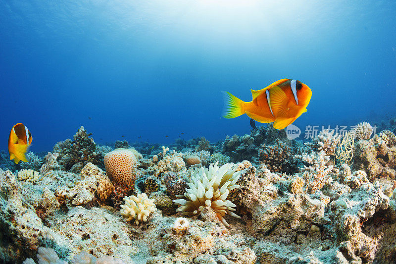 海葵小丑鱼水下海洋生物水肺潜水员的观点