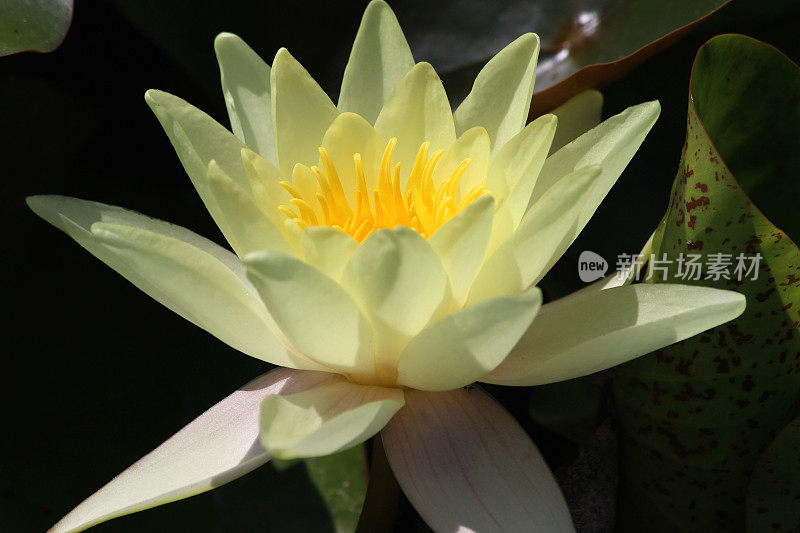 意象白花睡莲，水园睡莲池