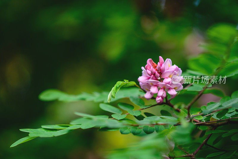 绿色背景上的粉红色金合欢花枝