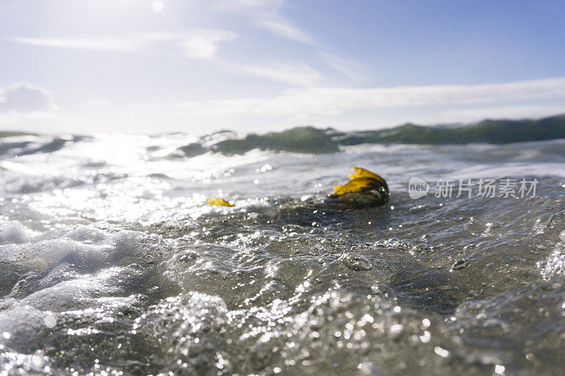 康沃尔纽基小菲斯特拉波光粼粼的海面上的海藻