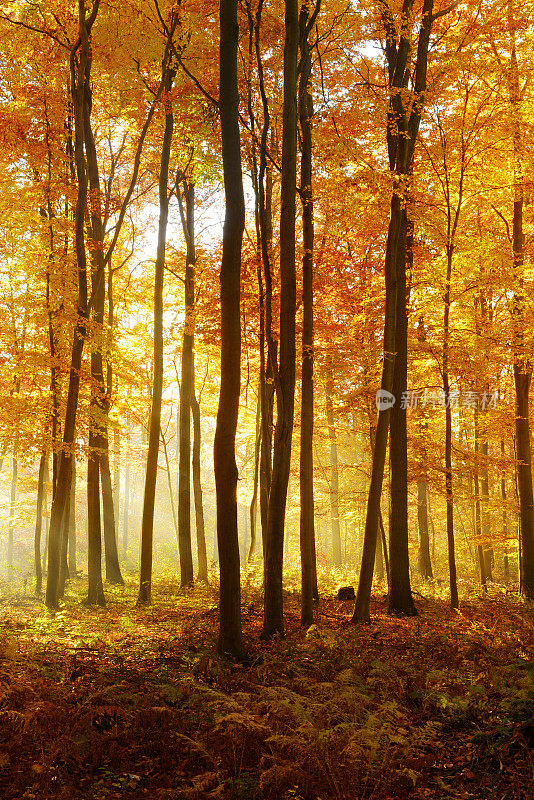 彩色的全景秋天山毛榉树森林被阳光照亮