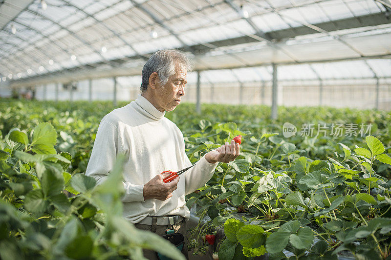 老农民正在收割草莓