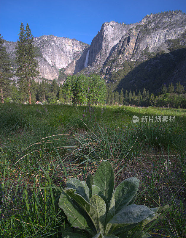 约塞米蒂山谷的草地