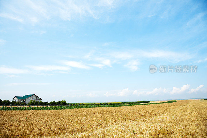 夏天的麦田