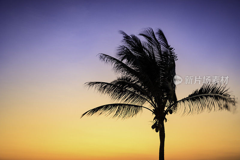 日落时风中棕榈树的剪影