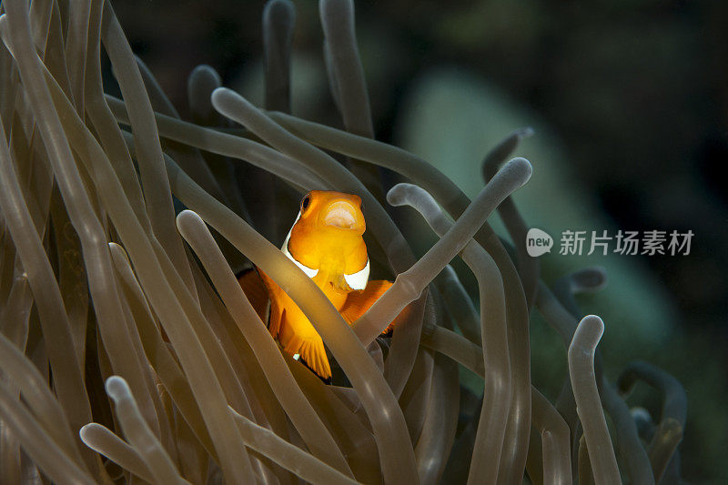 海葵鱼-安菲普里翁sp。