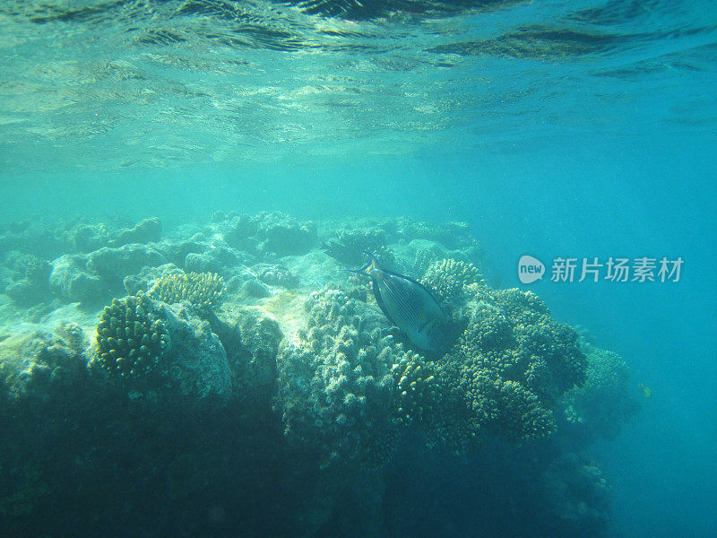 红色的海洋生物