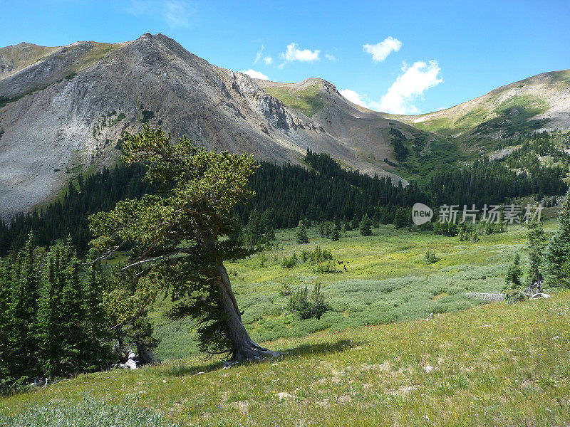 科罗拉多州落基山脉的老狐尾松