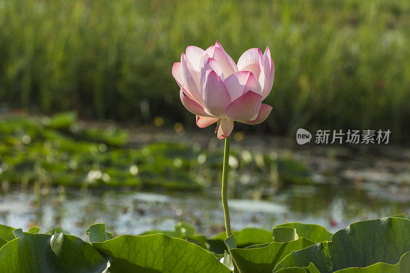 印度斯利那加达尔湖的粉白色莲花