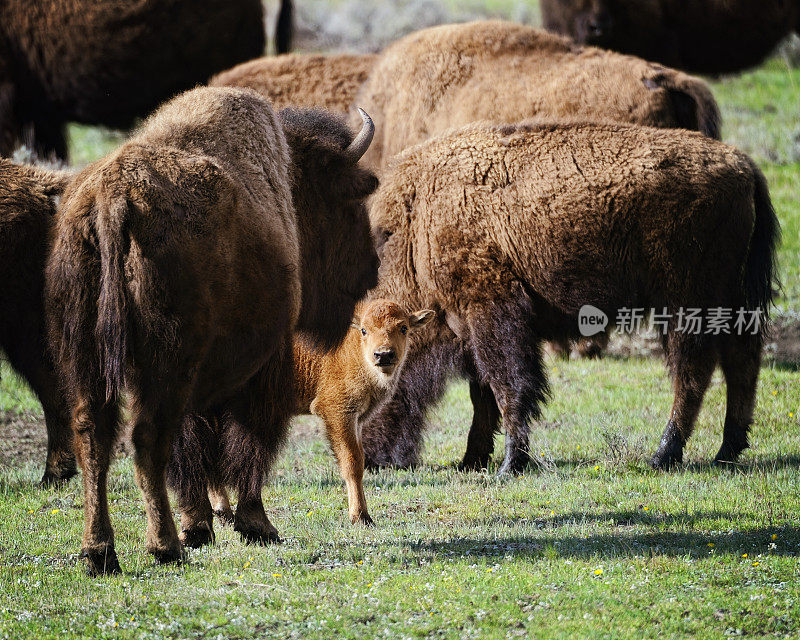 黄石国家公园新生的小野牛
