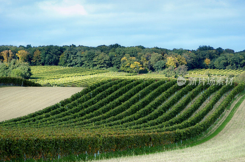 Wineyard在奥地利