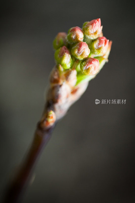 宏年轻的海棠树开花