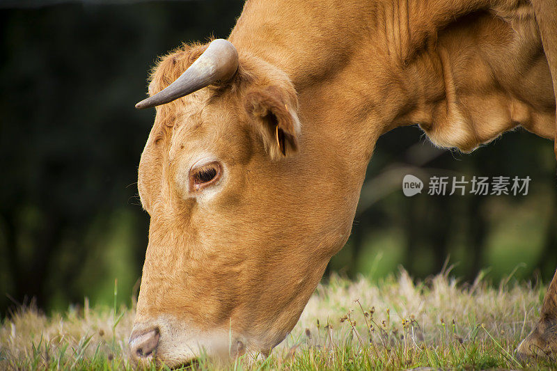 牛吃草