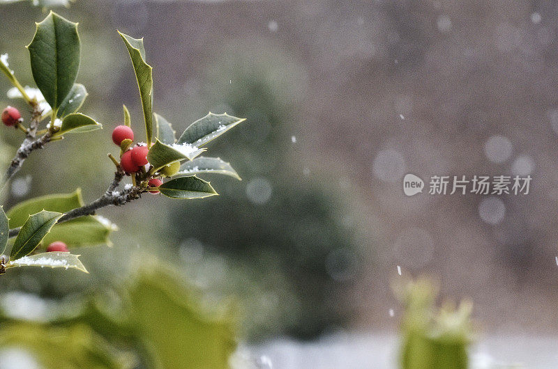 冬青在暴风雪