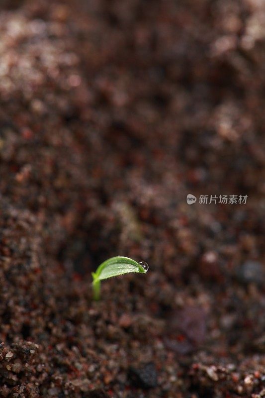 小春芽在土壤中生长