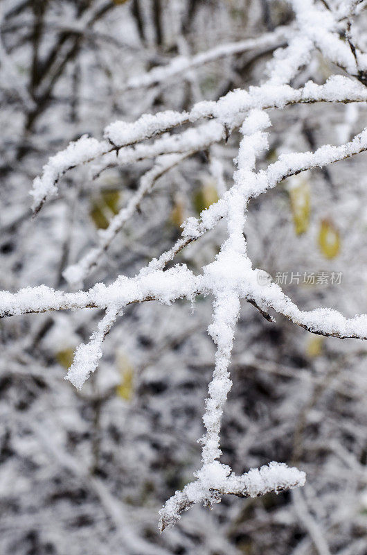 冰雪覆盖的冬季树木