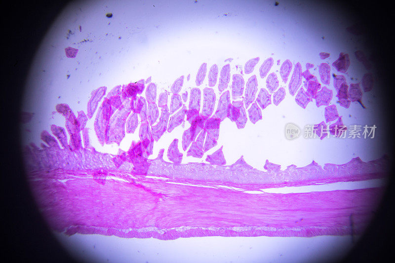 显微镜下小肠的切片