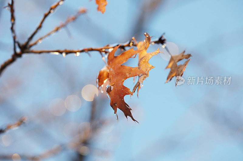 冬天日落时棕色的枫叶