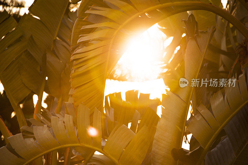 日落时分的棕榈树