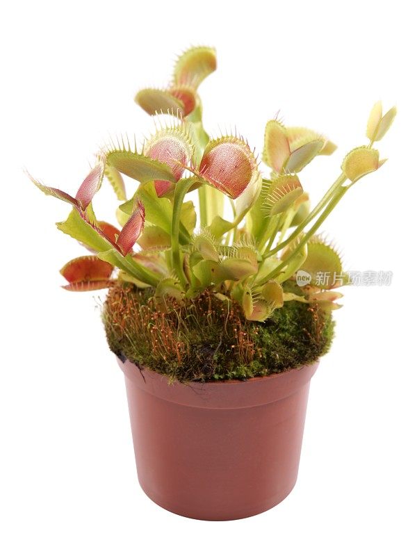 捕蝇草(Dionaea)在花盆里