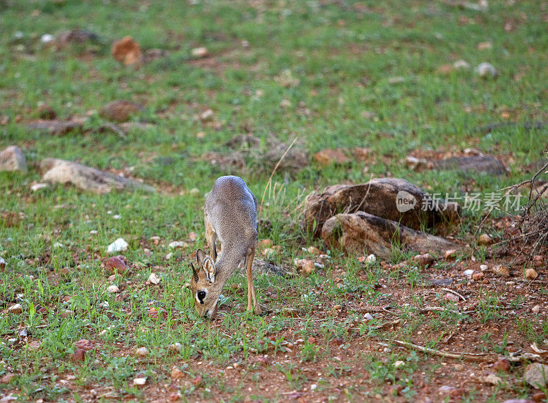 DikDik。肯尼亚桑布鲁国家保护区的小羚羊。