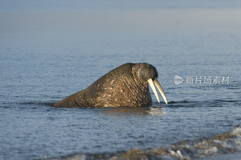 海象