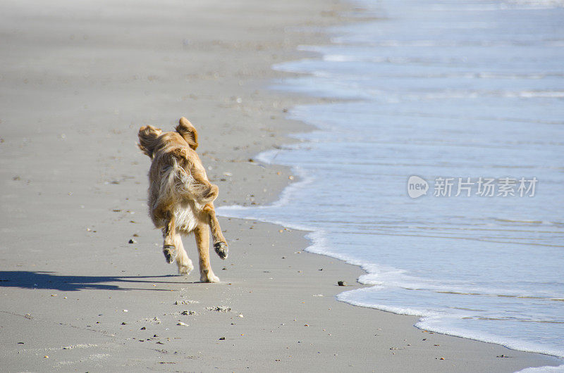 金毛寻回犬在海滩上逃跑