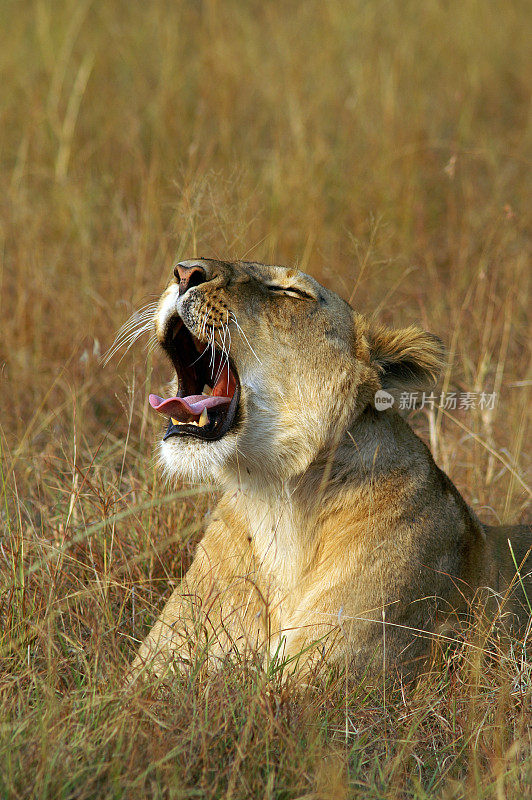 非洲狮子打哈欠