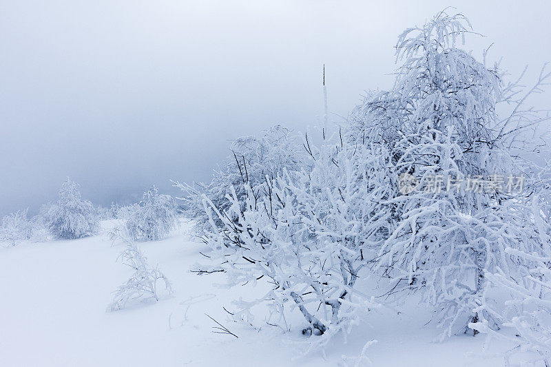 山上的冬树被新雪覆盖