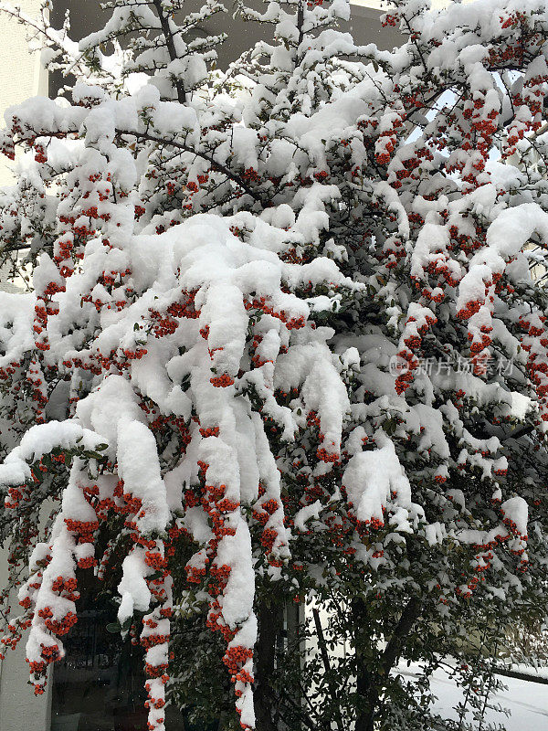 冰雪覆盖的浆果