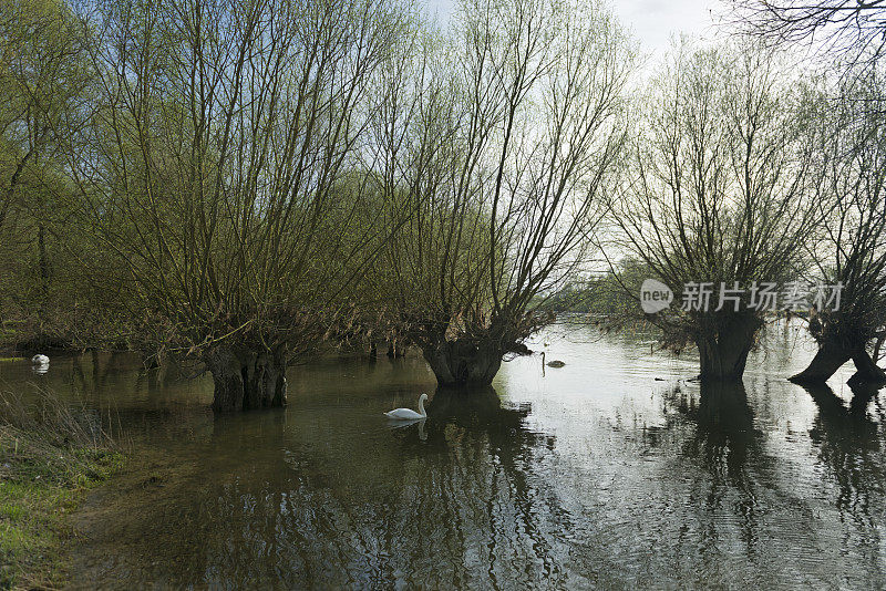 河流景观有白柳