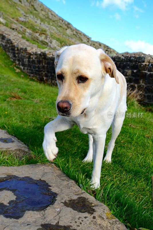 拉布拉多寻回犬