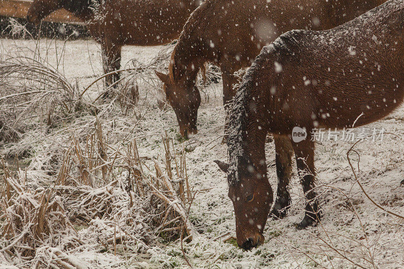 在雪地里吃草的野马