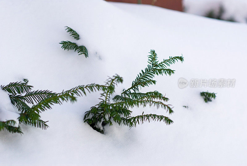 布什在大雪中前行