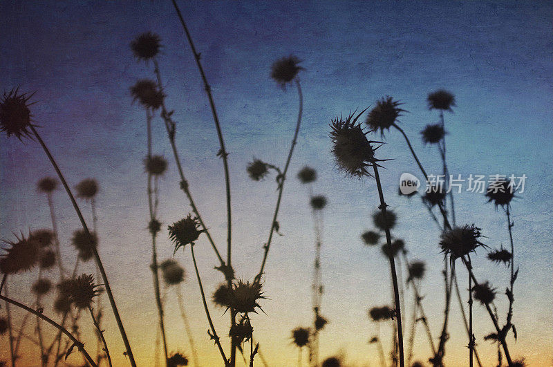 蓟荚在夕阳下的剪影