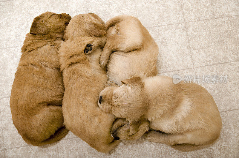 新生的金毛猎犬幼犬正在睡觉