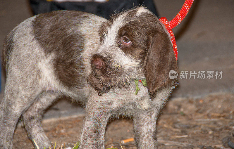 可爱的八周大的小狗，斯宾诺意大利犬