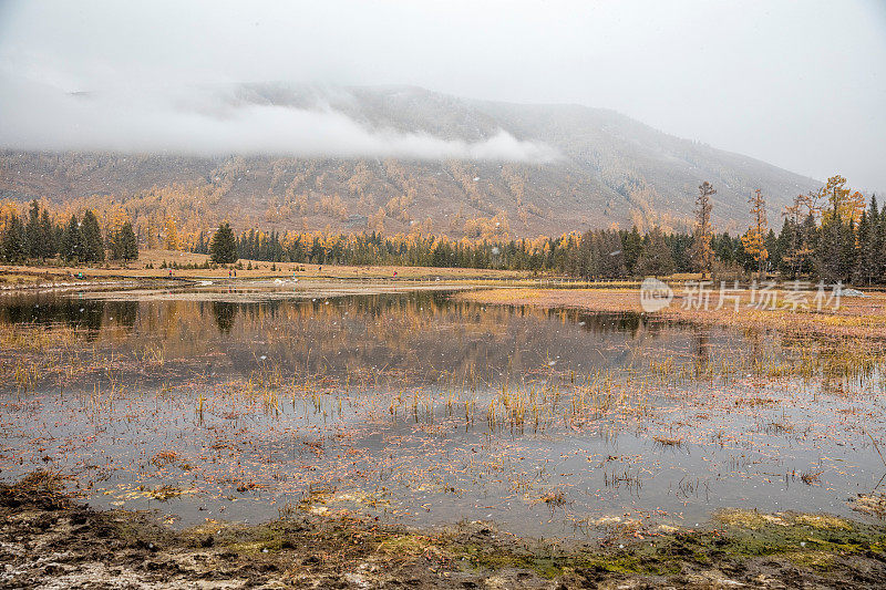 雾和秋天的树颜色在喀纳斯湖，新疆，中国