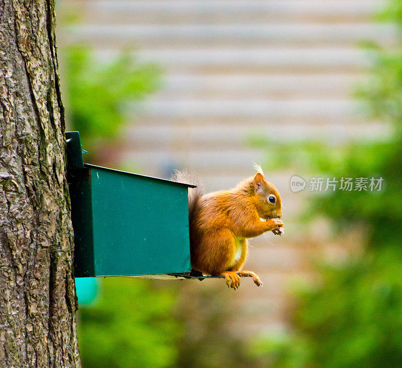 红松鼠喂食