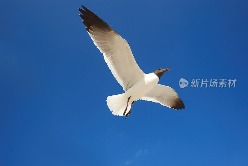 一只海鸥从头顶飞过