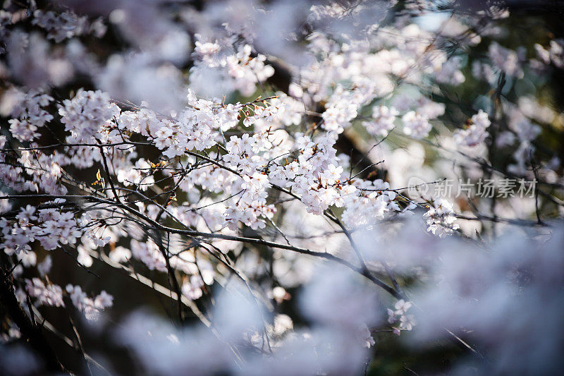 日本樱花的花