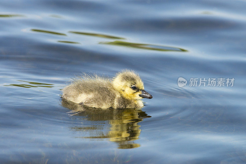 小鹅，小加拿大鹅漂浮在水面上