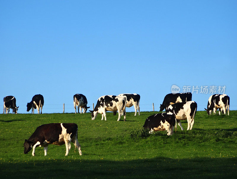 奶牛农场的奶牛图片