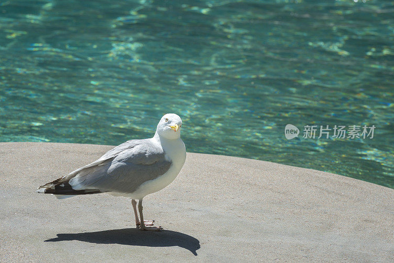 欧洲银鸥