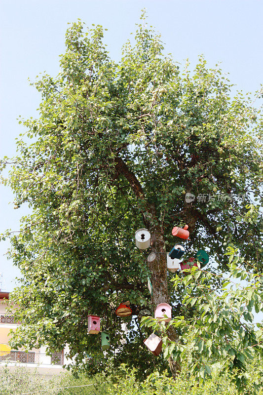 树上有许多五颜六色的鸟屋