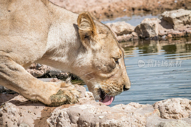 在卡拉加迪喝狮子。