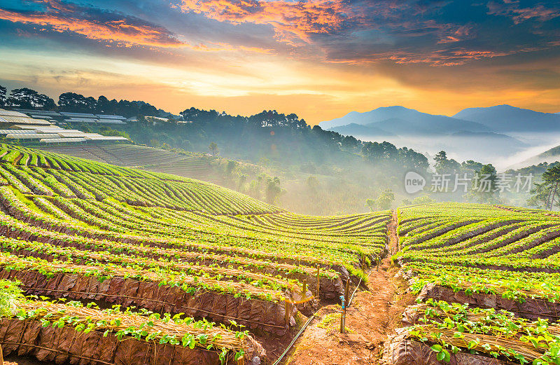 泰国北部的山景，日出和薄雾