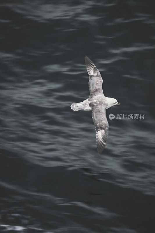 北方管鼻鸟出海