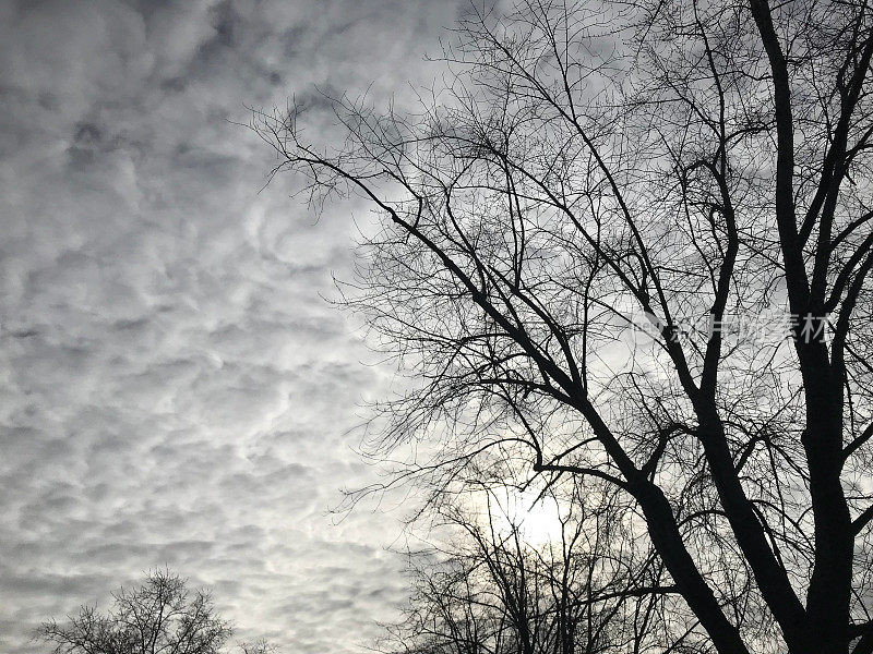 云朵在午后的天空中，看见了旁边的一棵树。